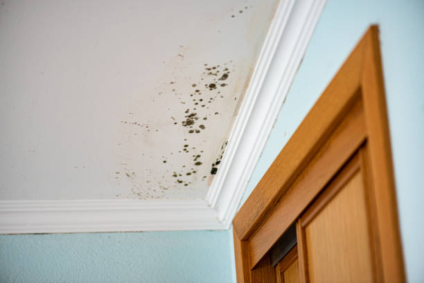 Best Air Quality Testing for Mold Spores  in Richland, WA